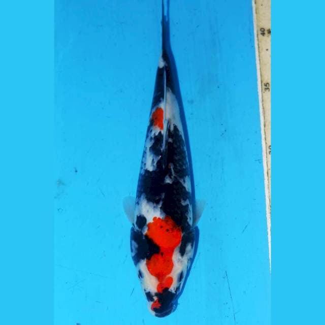 24CM SHOWA SANSHOKU
