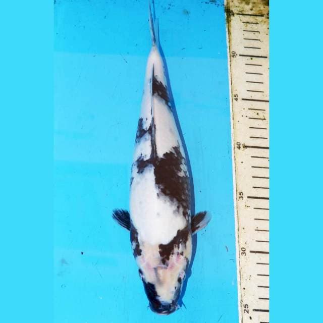 30CM SHIRO PAPANCATUR