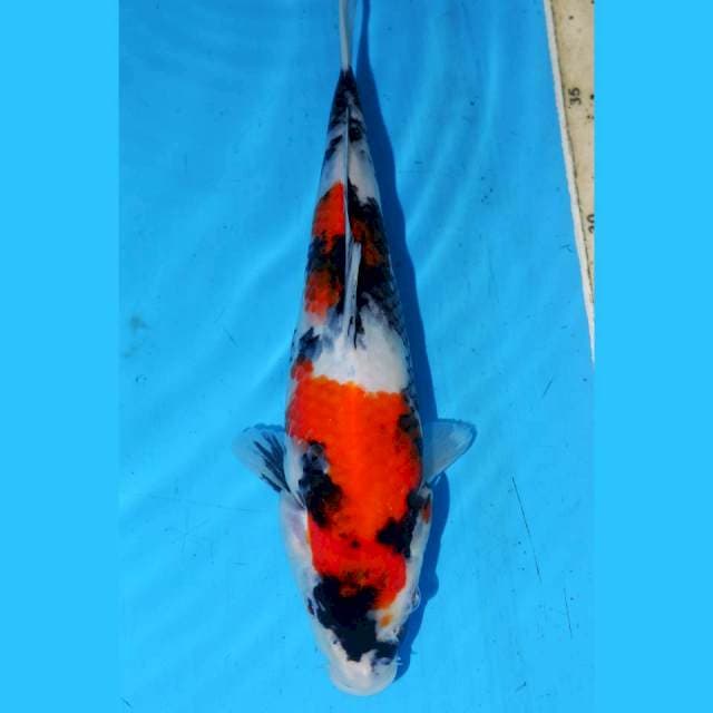 24CM KINDAI SHOWA JOSS
