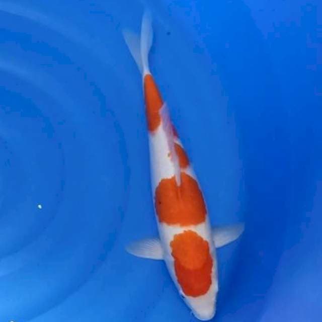 Kohaku 43cm