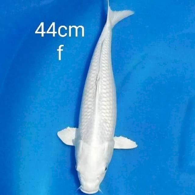 Jumbo platinum 44cm