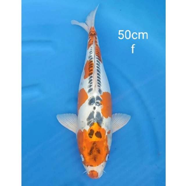 Jumbo Kujaku doitsu original 50cm