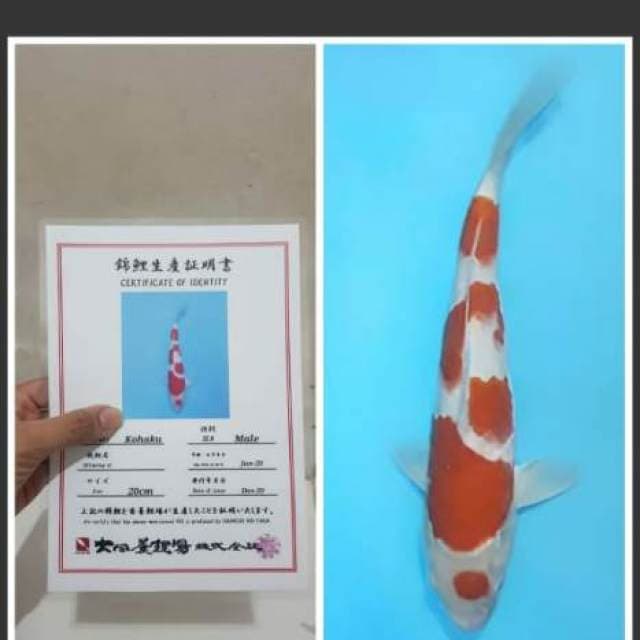 Dainichi Kohaku 30cm