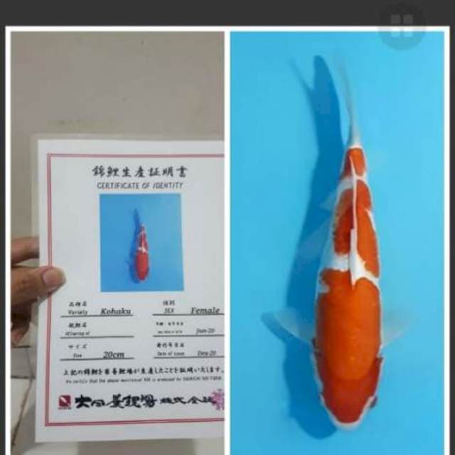 Dainichi Kohaku 30bu bulky (calon monster)
