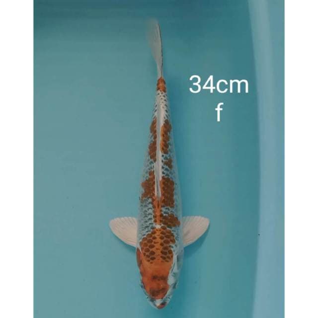Kujaku 34cm