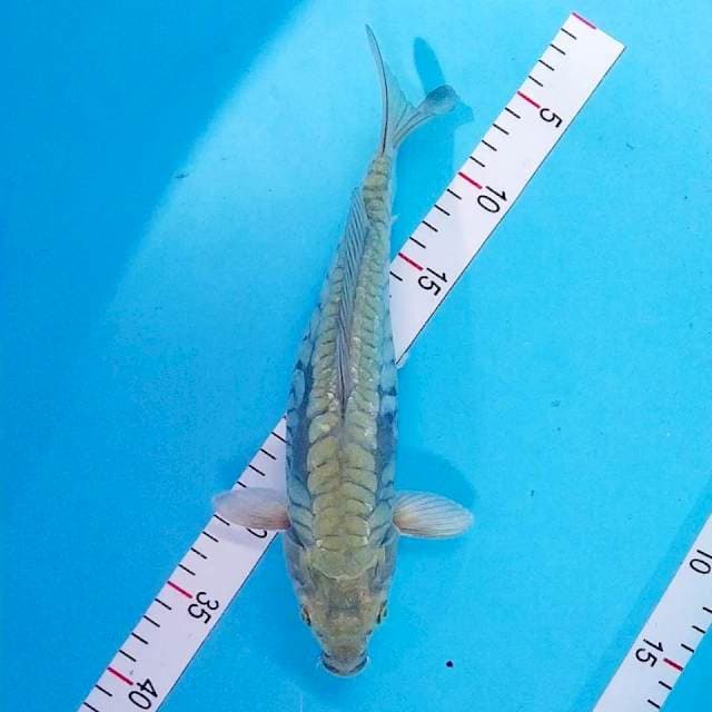 Soragoi Doitsu aragoke 32cm