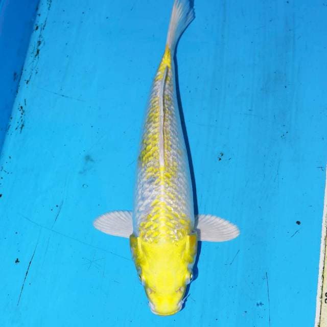 HARIWAKE GINRIN • 24cm