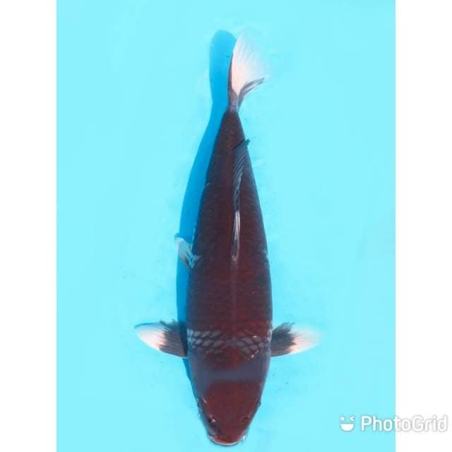 Ochiba - 45bu Male