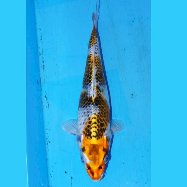 GOSHIKI RACING • 26cm