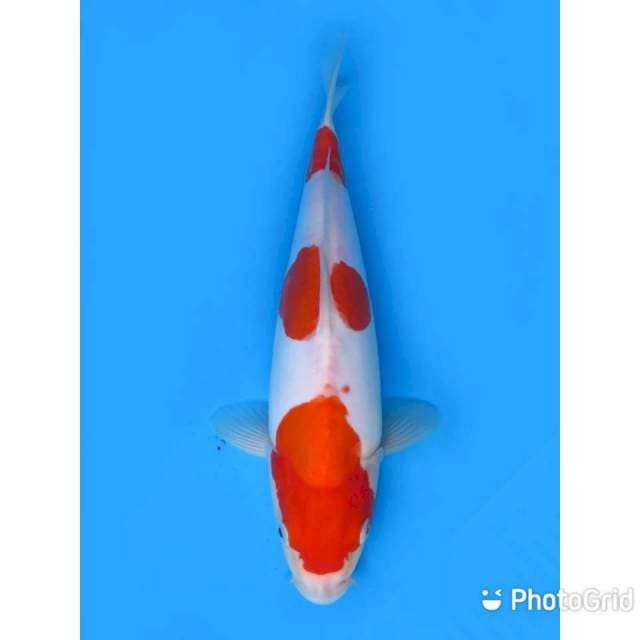 Doitsu Kohaku - 34cm Fml