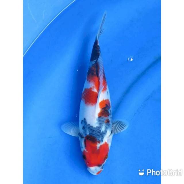 Red Showa Tategoi - 33cm Fml