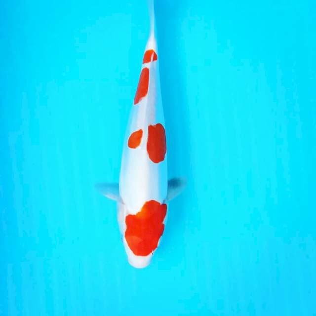 Kohaku doit 30cm