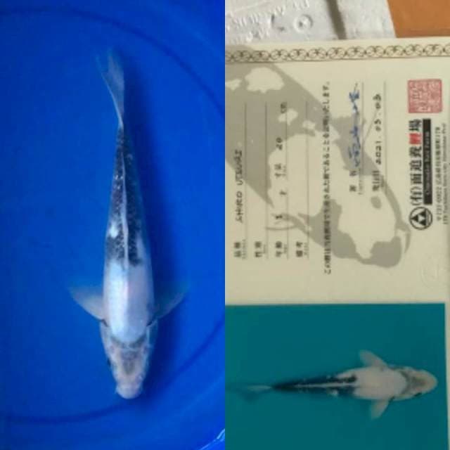 Shiro 28cm Omosako Farm certy