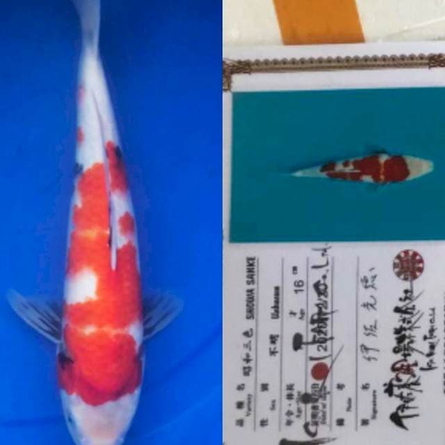 Showa 33cm Isa Koi Farm certy