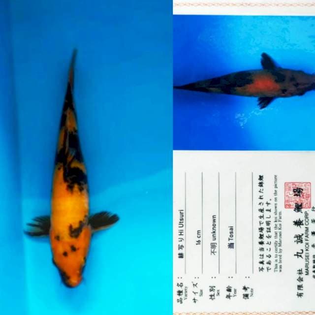 Hi Utsuri 24cm Marusei Koi Farm certy
