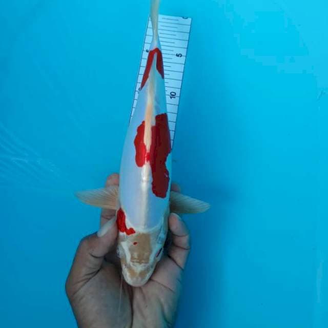 Kikosui 29 cm