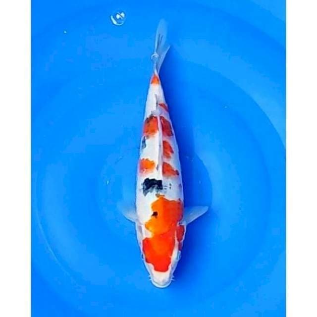 Original Sanke Tsubosumi 26cm (F)