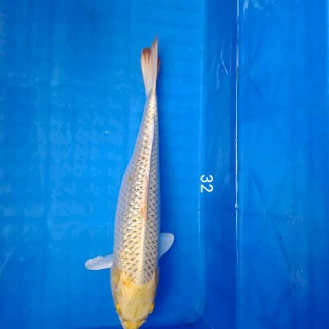 Matsuba 32cm