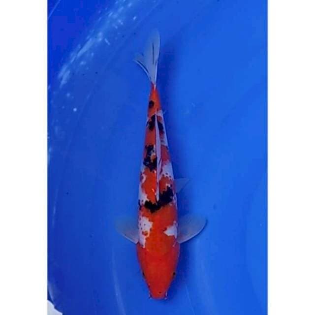 Strong Kanoko Sanke Inazuma Original 24cm (M)