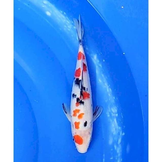 Tsubosumu Sanke Sakura Patern 26cm (F)
