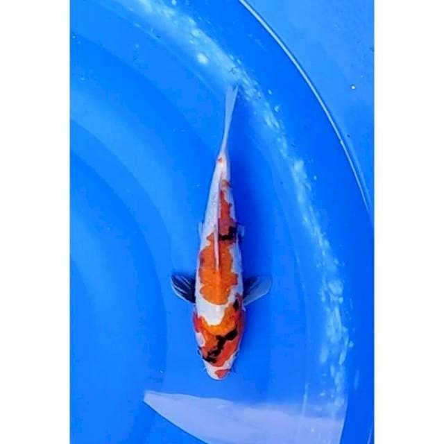 Kindai Showa Original Calon Bagus 24cm (F)