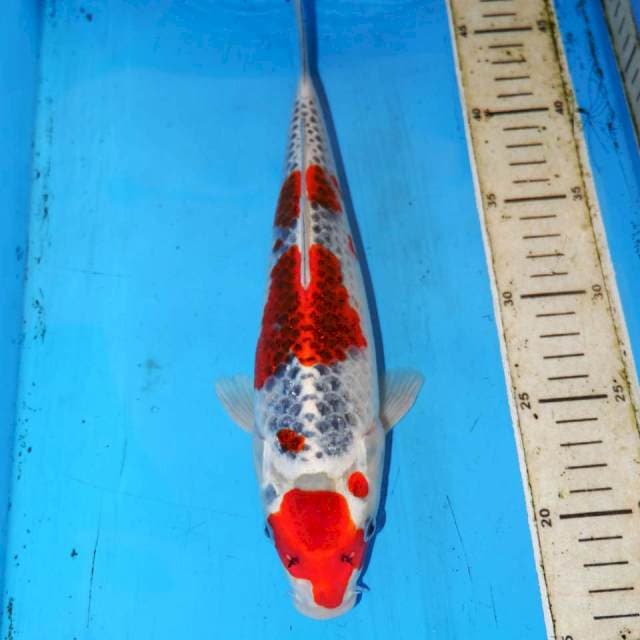 30cm RED KUJAKU