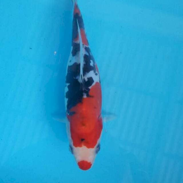 Sanke doit 18 cm