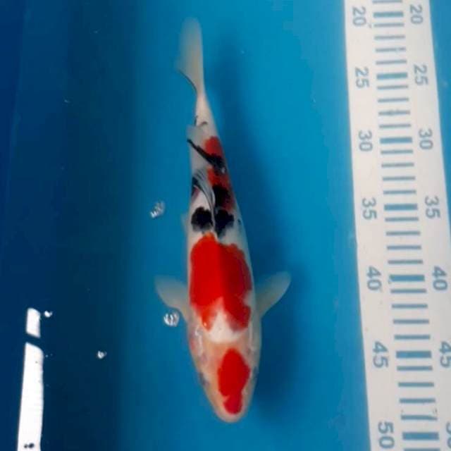 Sanke 27 cm