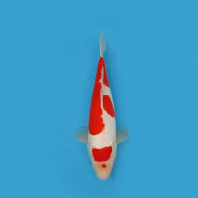 BKS ( KOHAKU DOIT 37 CM )