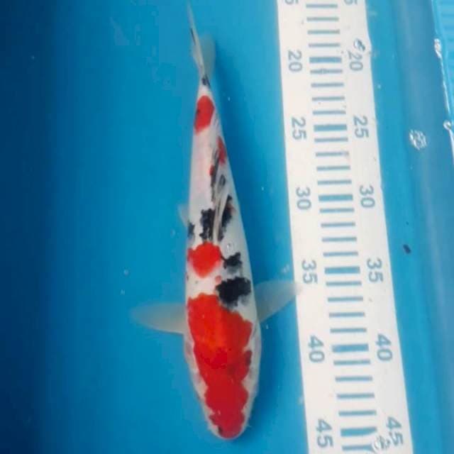 Sanke 26 cm