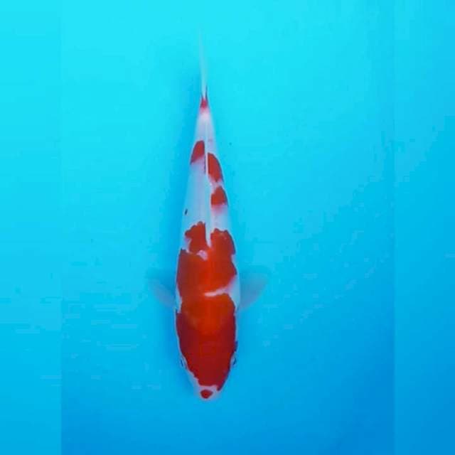 Kuhaku kucibeni fk009