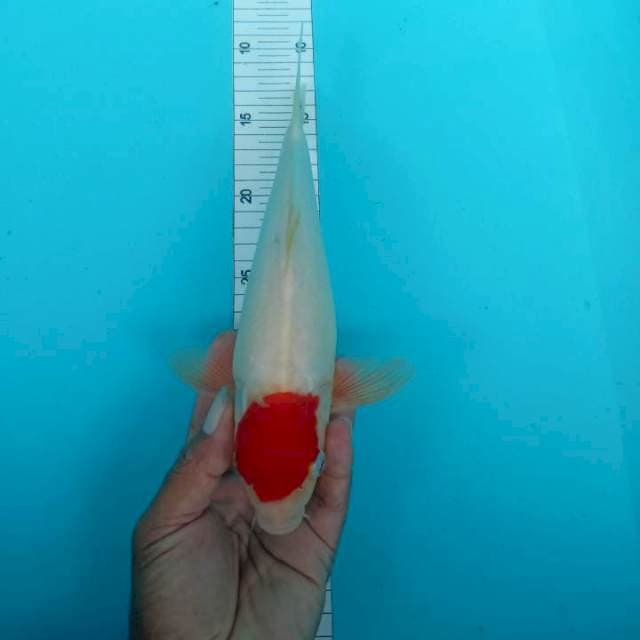 Tanco 27 cm ori bulki