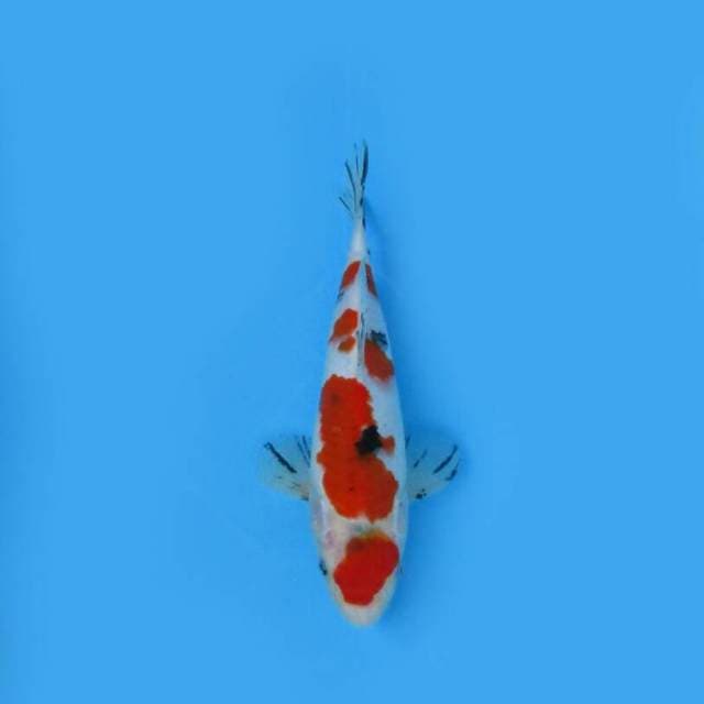 BKS ( TAISHO SANKE TATE 25 CM )