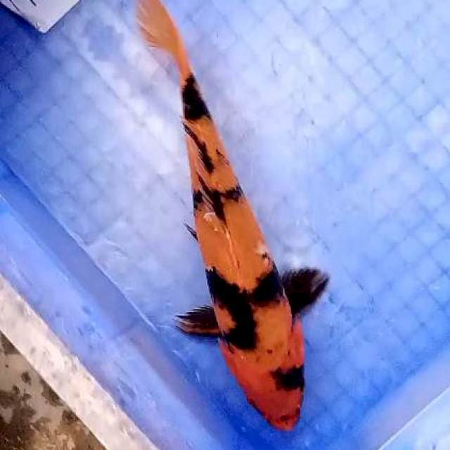 Hiu 27 cm