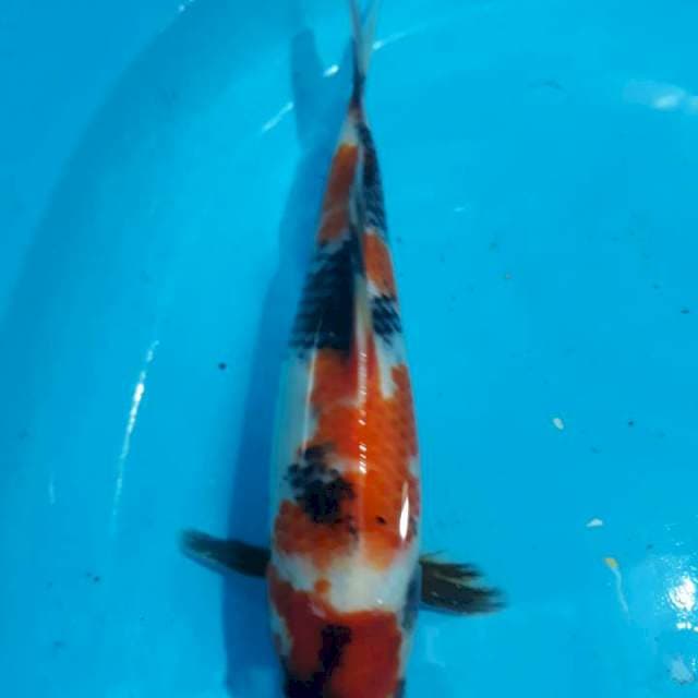 Showa, Jantan, 30 Bu