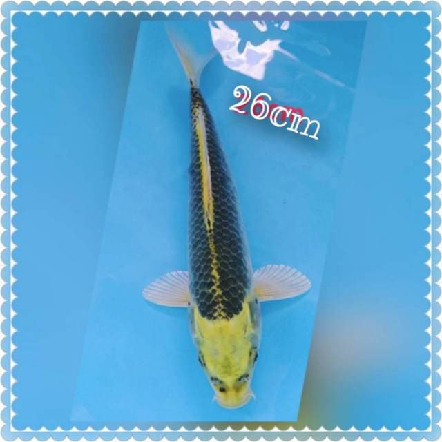 BLACK DIAMON 26CM