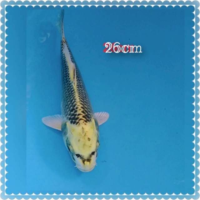Diamon black 26cm