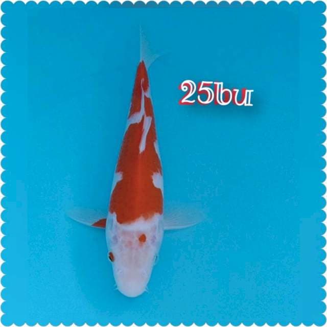 Kohaku 25cm