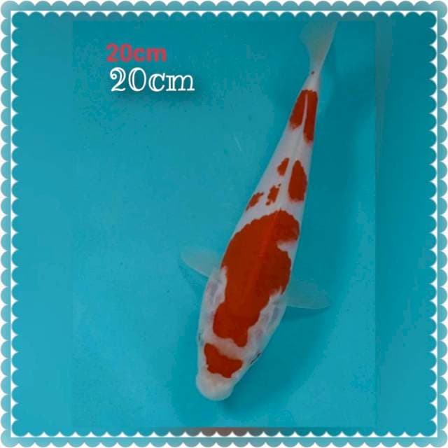 Kohaku 20cm