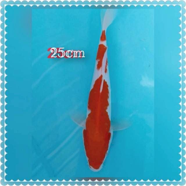 Kohaku 25cm