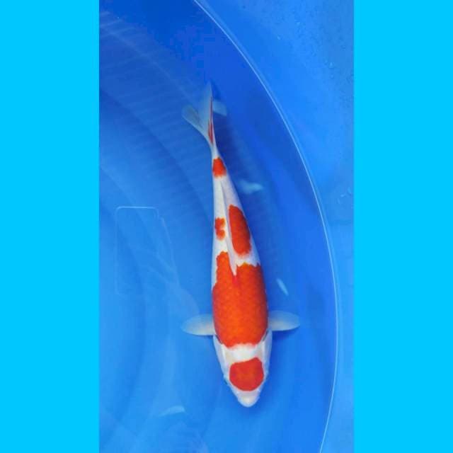 Kohaku Maruten 38cm