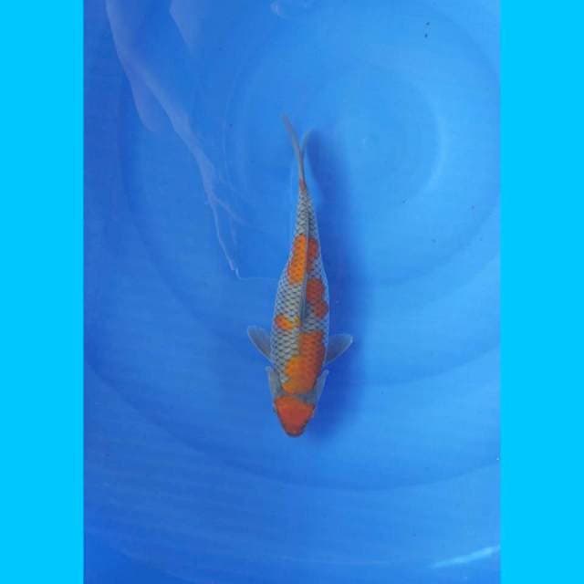 Ochiba 28cm