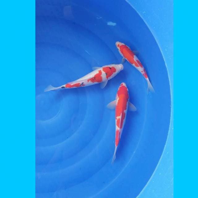 Kohaku sanke 25-30cm