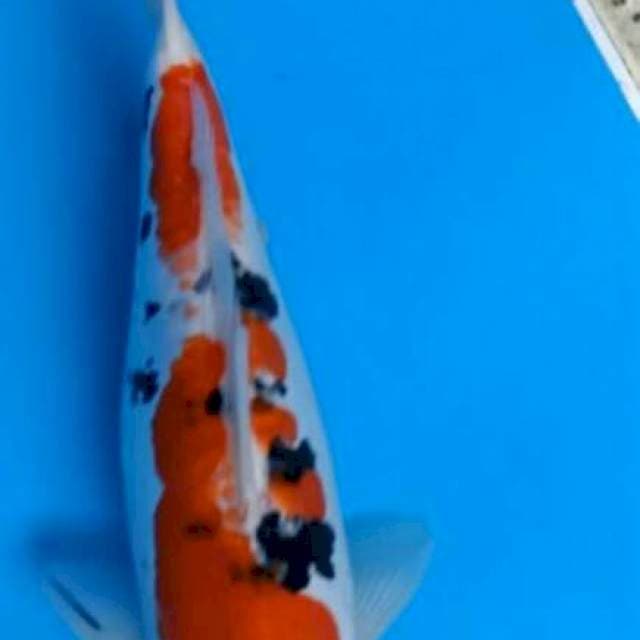 SANKE DOITSU ARAGOKE 32 CM