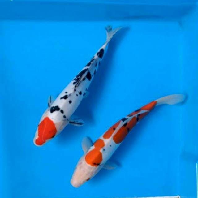 2 EKOR SANKE DOITSU STRONG 31 CM