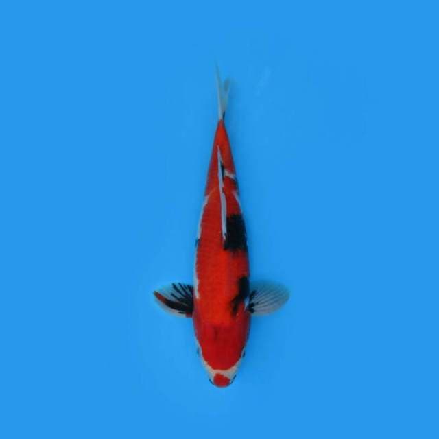BKS ( SHOWA 36 CM )