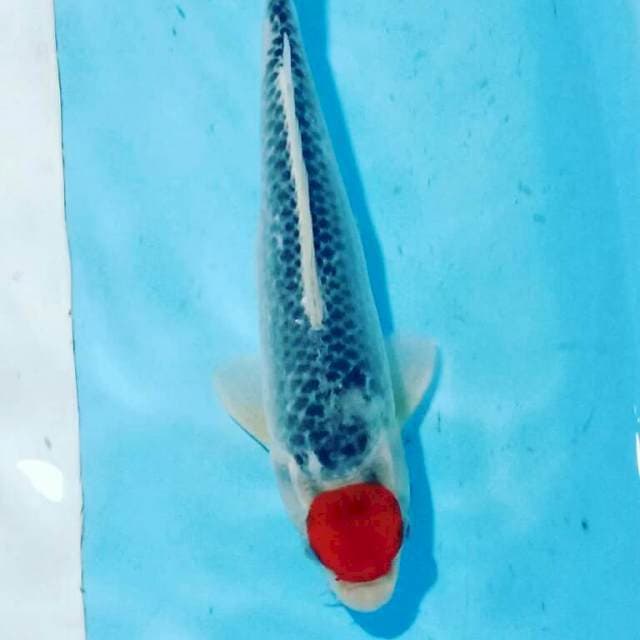 Jantan