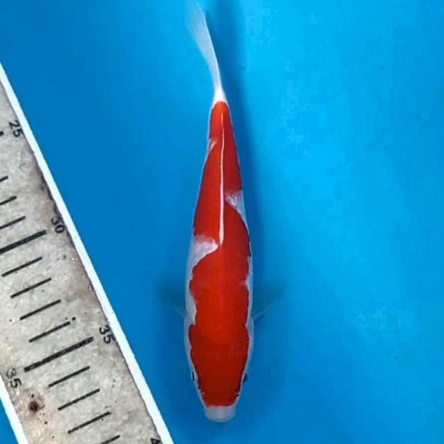 Kohaku, 17 cm