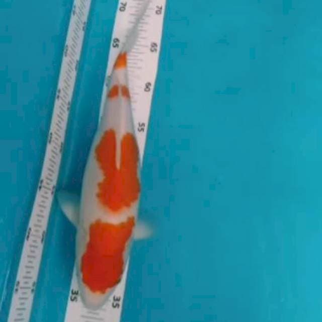 KOHAKU 4STEP 35CM#FM