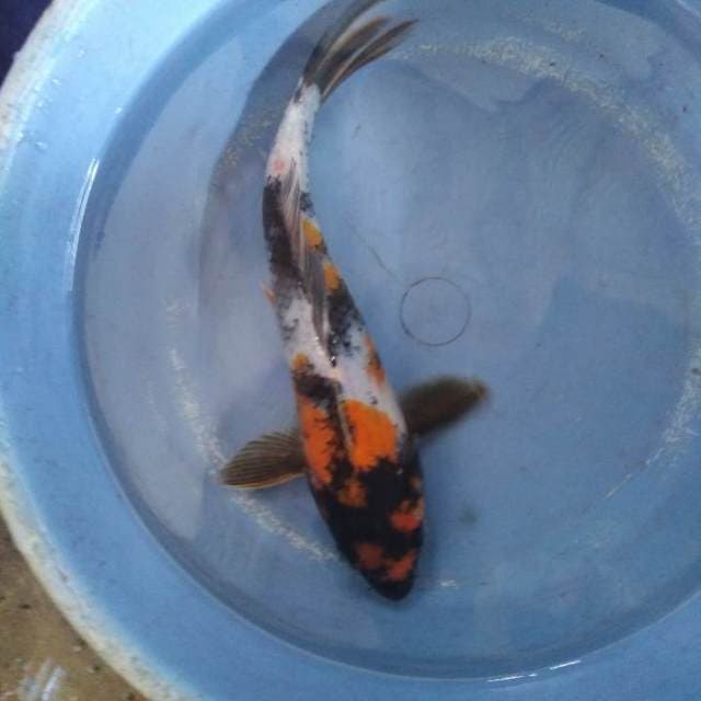 Ki showa